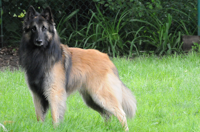 Our Obi-Wan in our backyard, all proud!